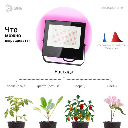 Прожектор светодиодный для растений FITO-100W-RB-LED для цветения и плодоношения красно-синего спектра ЭРА Б0046369